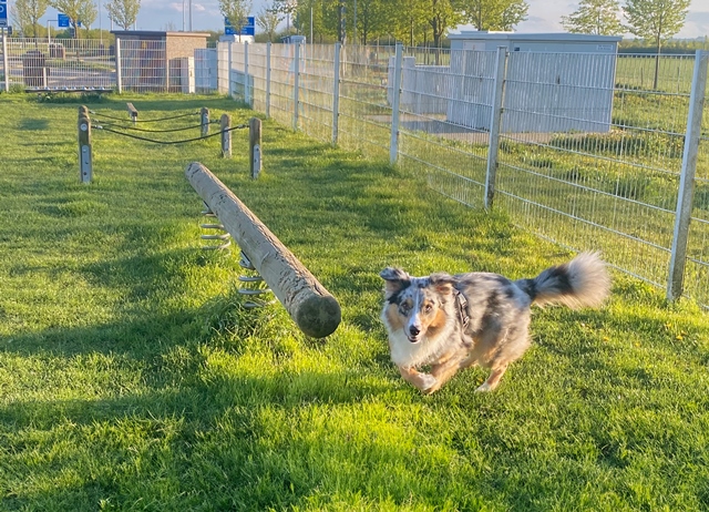 Hunde tollt auf eingezäunter Hundewiese