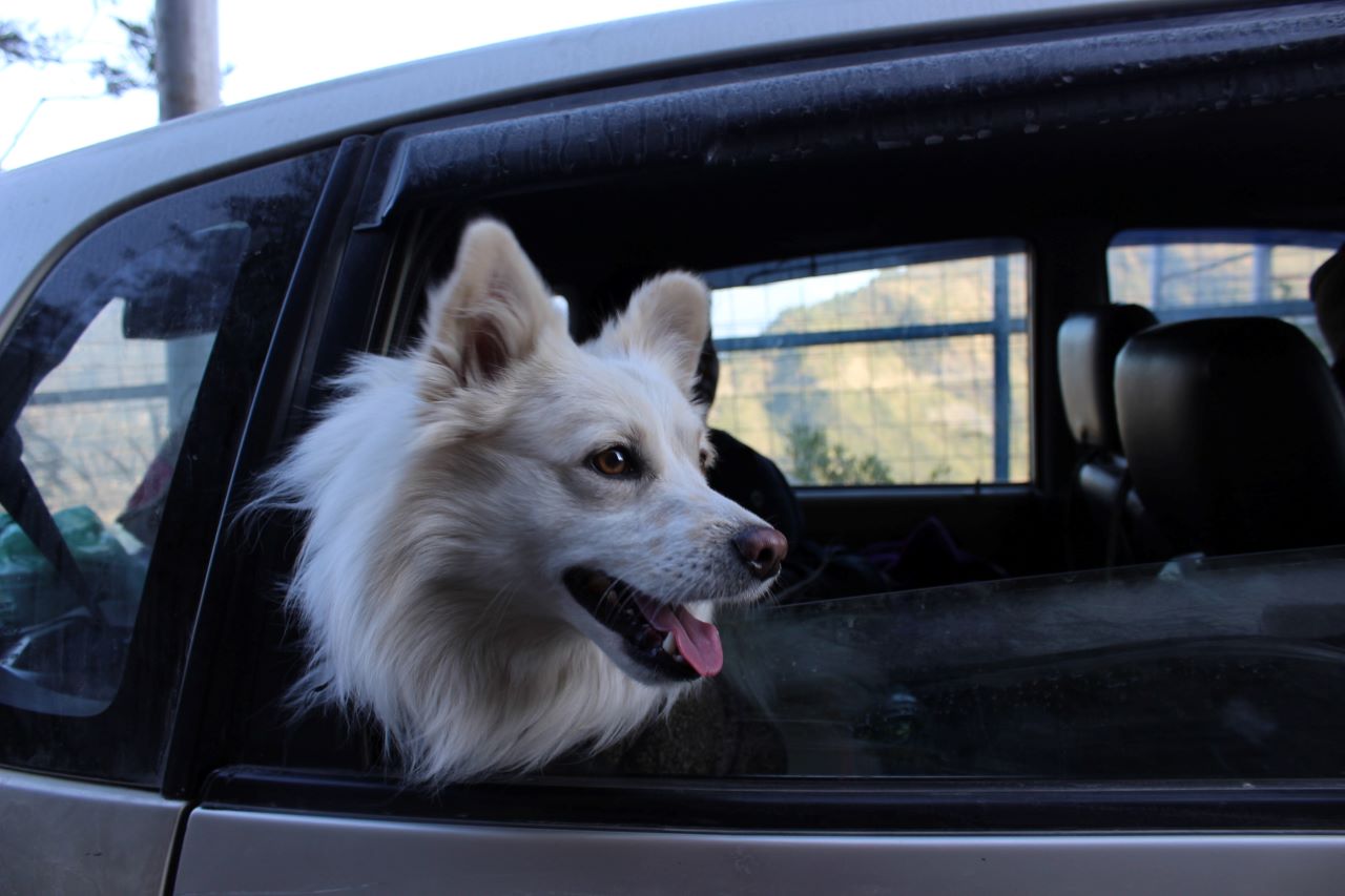 Hund guckt aus geöffnetem Autofenster