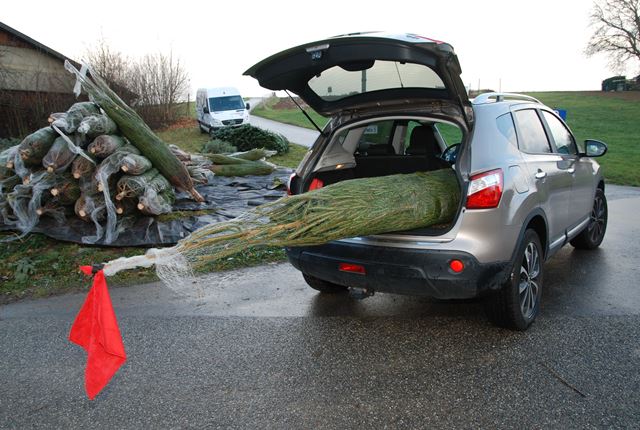 Weihnachtstanne ragt aus Kofferraum heraus mit roter Fahne