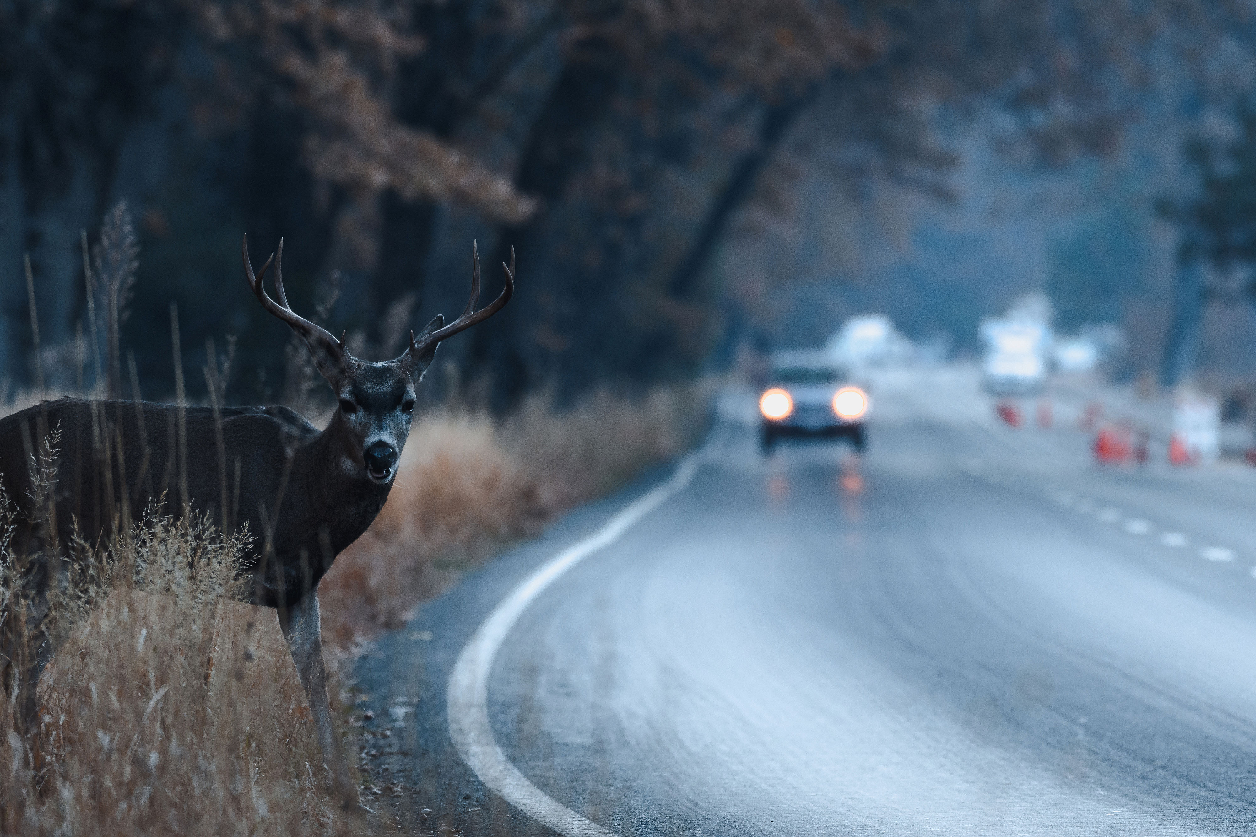 Hirsch steht am Straßenrand. Auto kommt