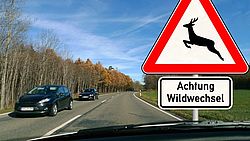 Wildwechsel.jpg